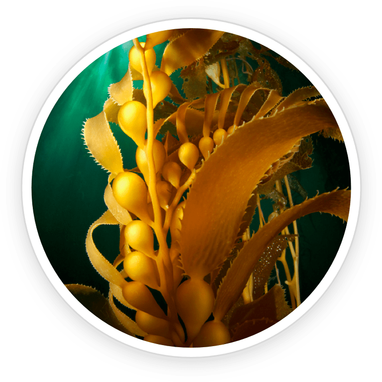 Kelp- PotentStream Ingredient